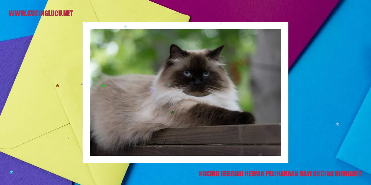 Bayi kucing Himalaya yang menggemaskan