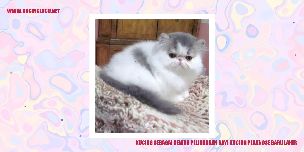 Kucing lucu
