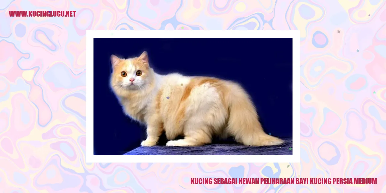 Gambar Bayi Kucing Persia Medium