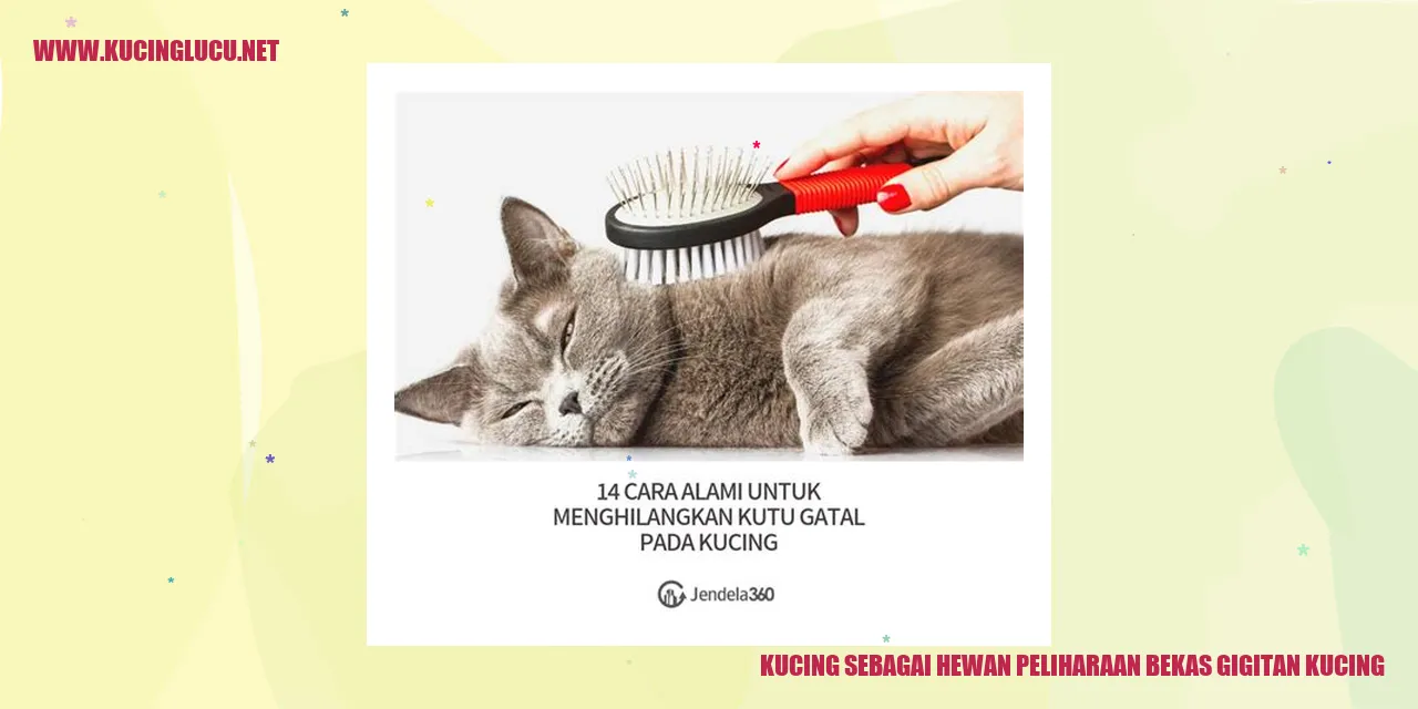 Kucing sebagai Hewan Peliharaan bekas gigitan kucing