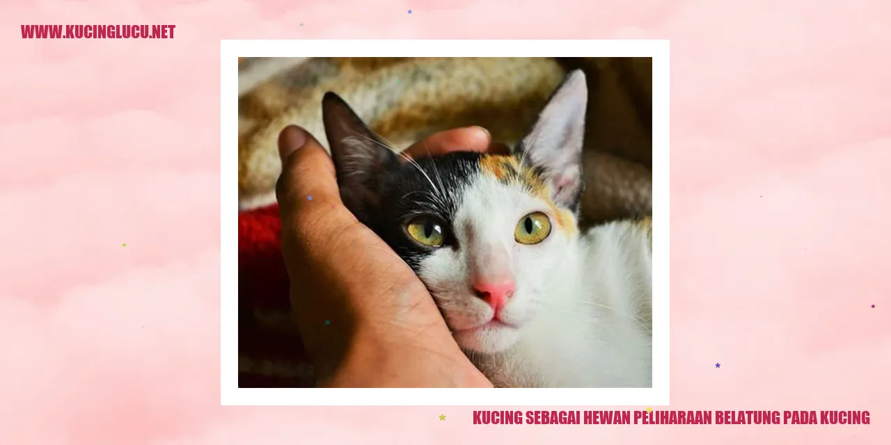 Kucing sebagai Hewan Peliharaan belatung pada kucing