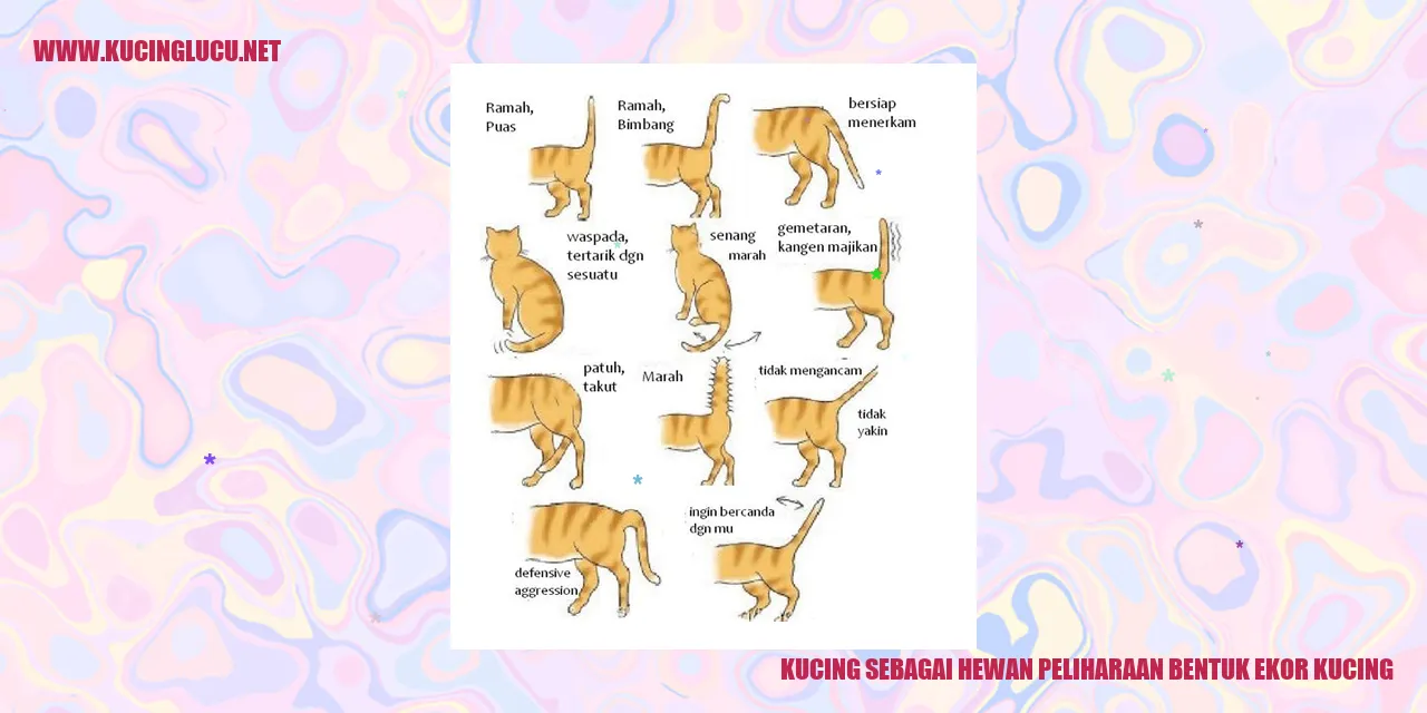 Berbagai Bentuk Ekor Kucing: Jenis, Karakteristik, dan Fungsinya