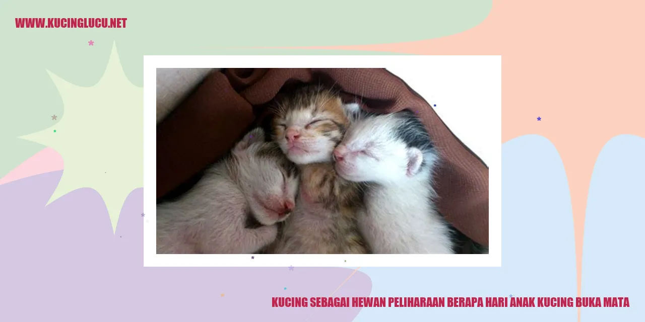 Anak kucing yang sedang membuka mata