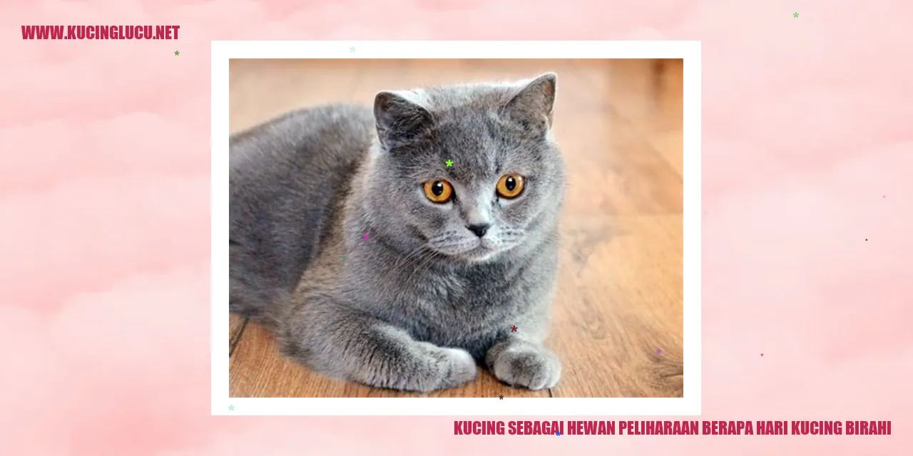 Gambar Kucing