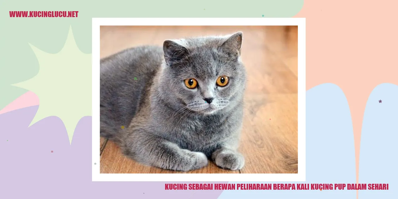 Gambar Kucing Lucu