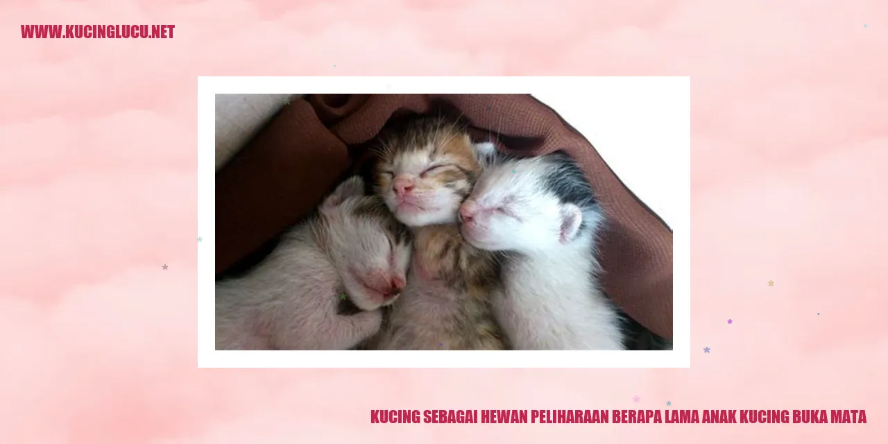 Kucing sedang tidur