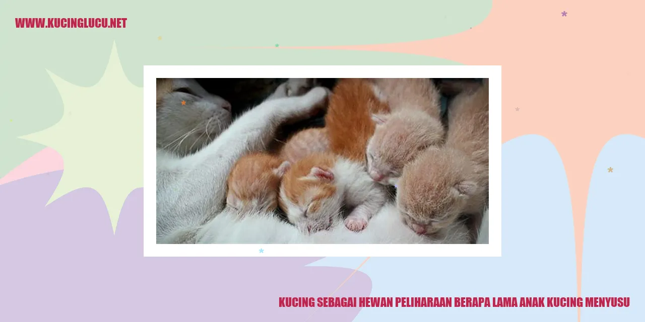 Kucing sebagai Hewan Peliharaan berapa lama anak kucing menyusu