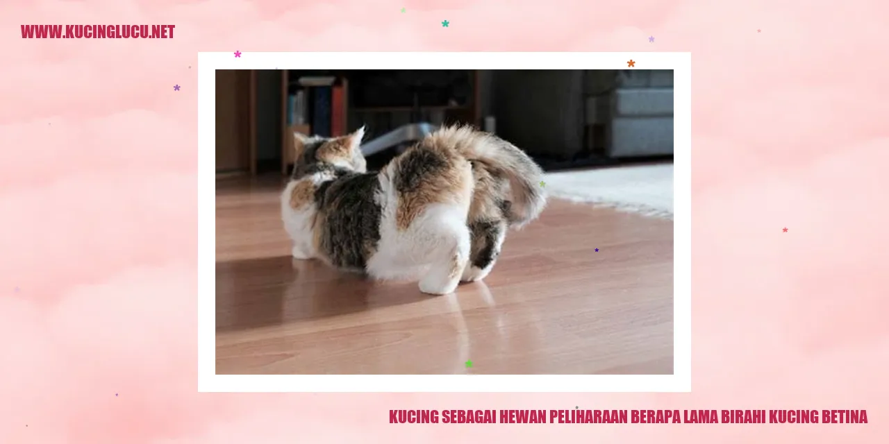 Foto kucing
