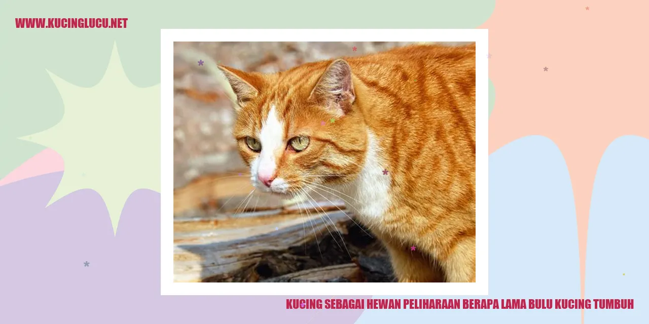 Kucing dengan bulu yang panjang dan lebat