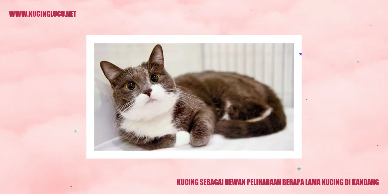 Gambar Kucing sebagai Hewan Peliharaan