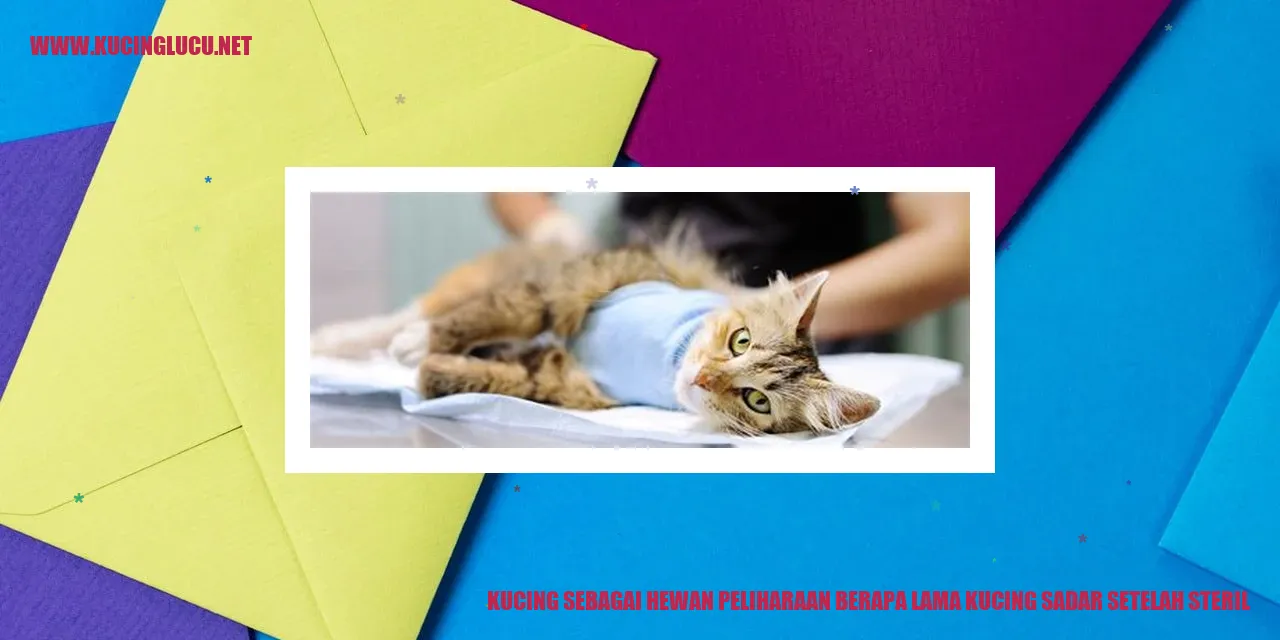 Gambar kucing sedang tidur