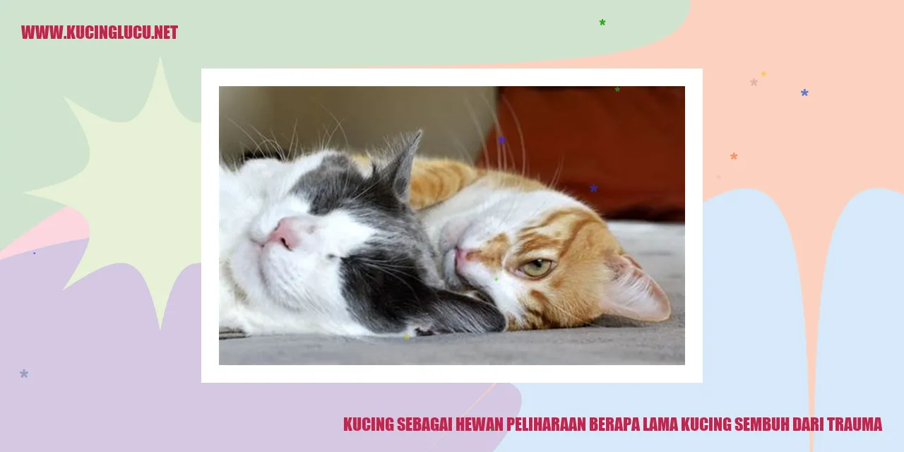 Gambar kucing yang sedang sembuh dari trauma