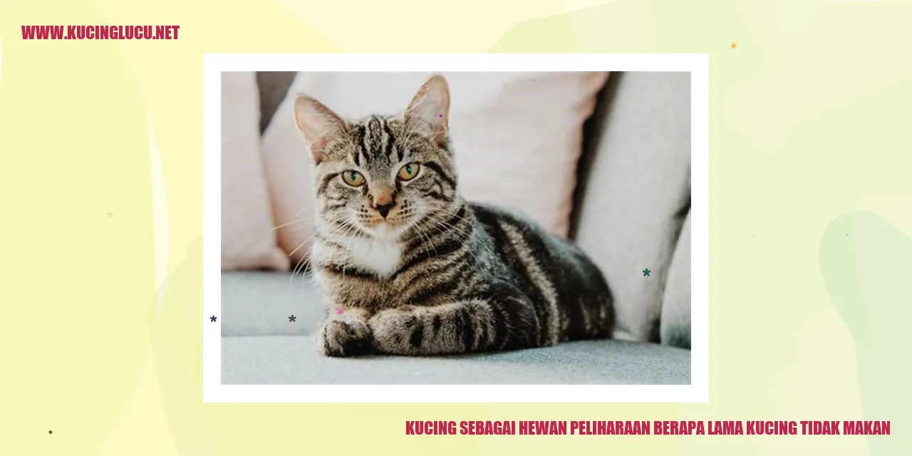 Gambar kucing sedang makan