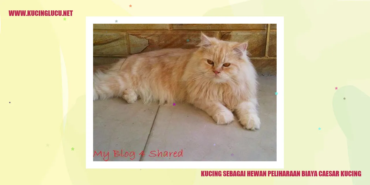 Kucing sebagai Hewan Peliharaan biaya caesar kucing