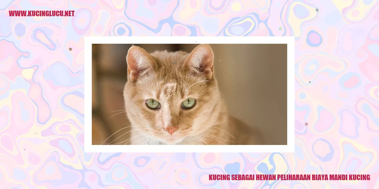 Kucing sedang mandi