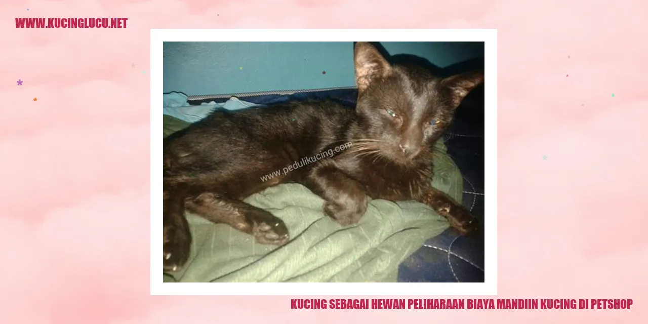 Gambar kucing yang sedang dimandikan di toko hewan