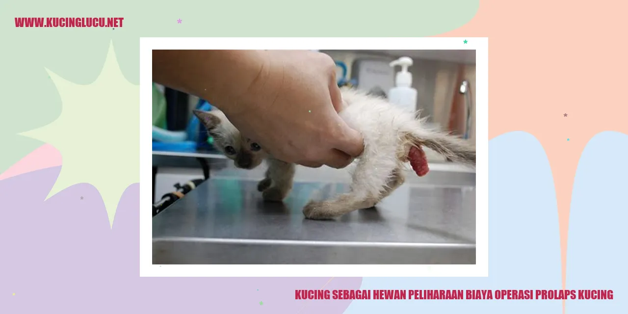 Gambar kucing