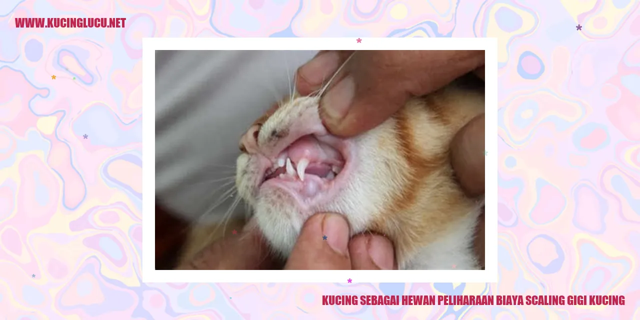 Gambar kucing sedang menjalani scaling gigi