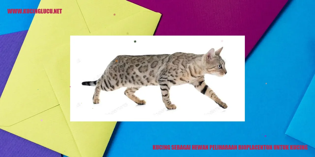 Kucing sebagai Hewan Peliharaan bioplacenton untuk kucing
