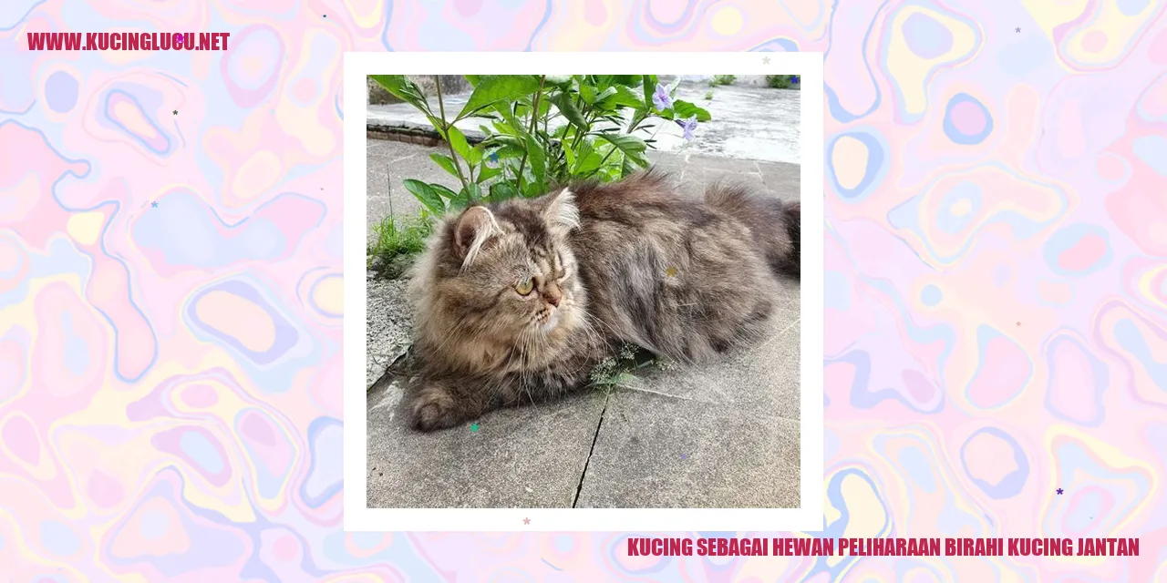 Gambar Kucing yang sedang birahi