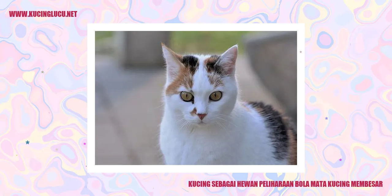 Gambar Kucing dengan bola mata besar