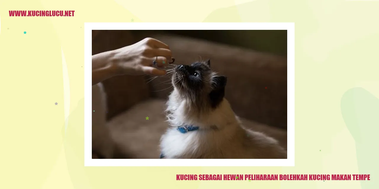 Kucing makan tempe