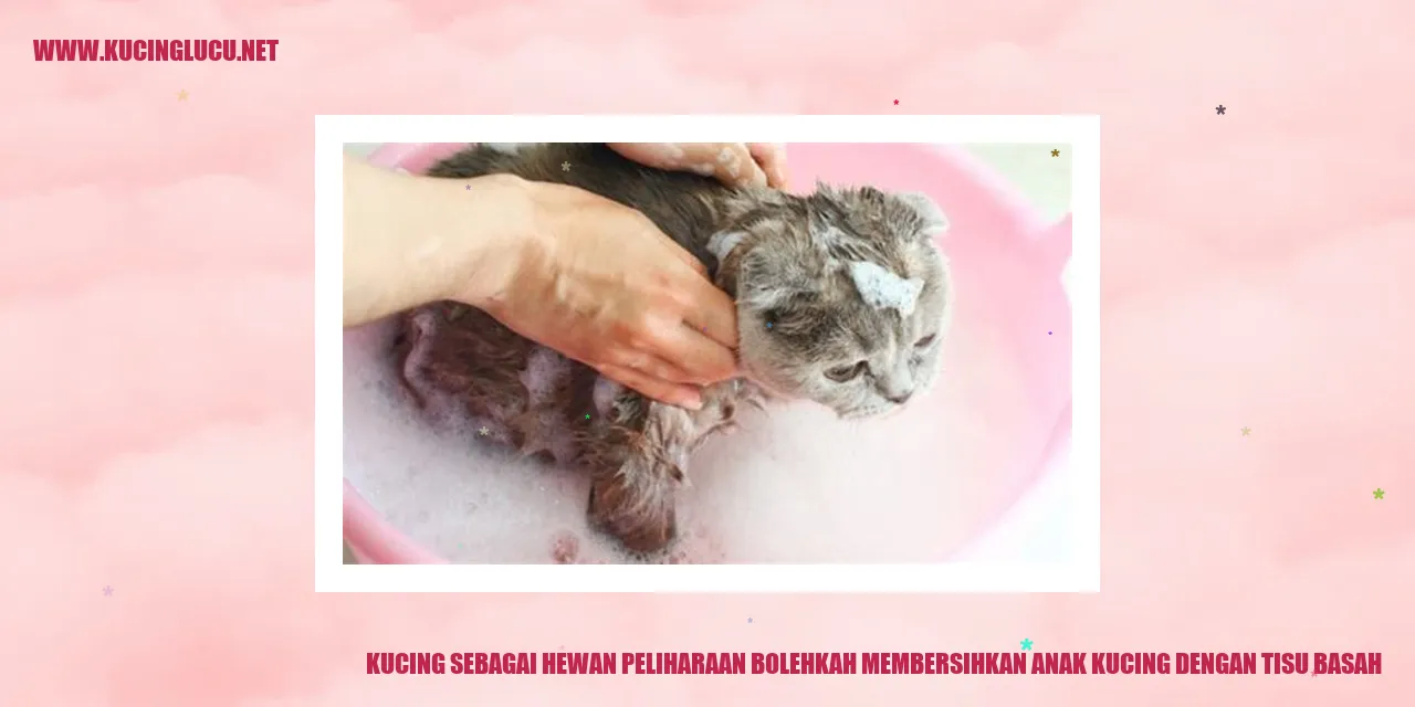 Kucing sebagai Hewan Peliharaan bolehkah membersihkan anak kucing dengan tisu basah
