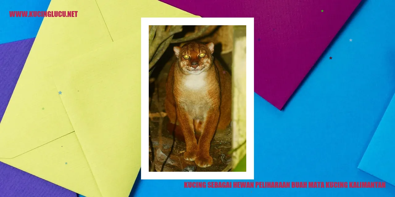 Kucing sebagai Hewan Peliharaan buah mata kucing kalimantan