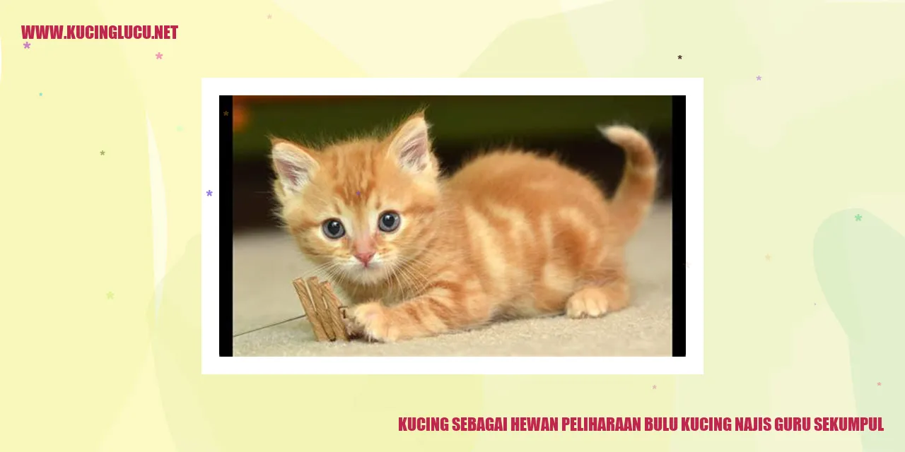 gambar kucing