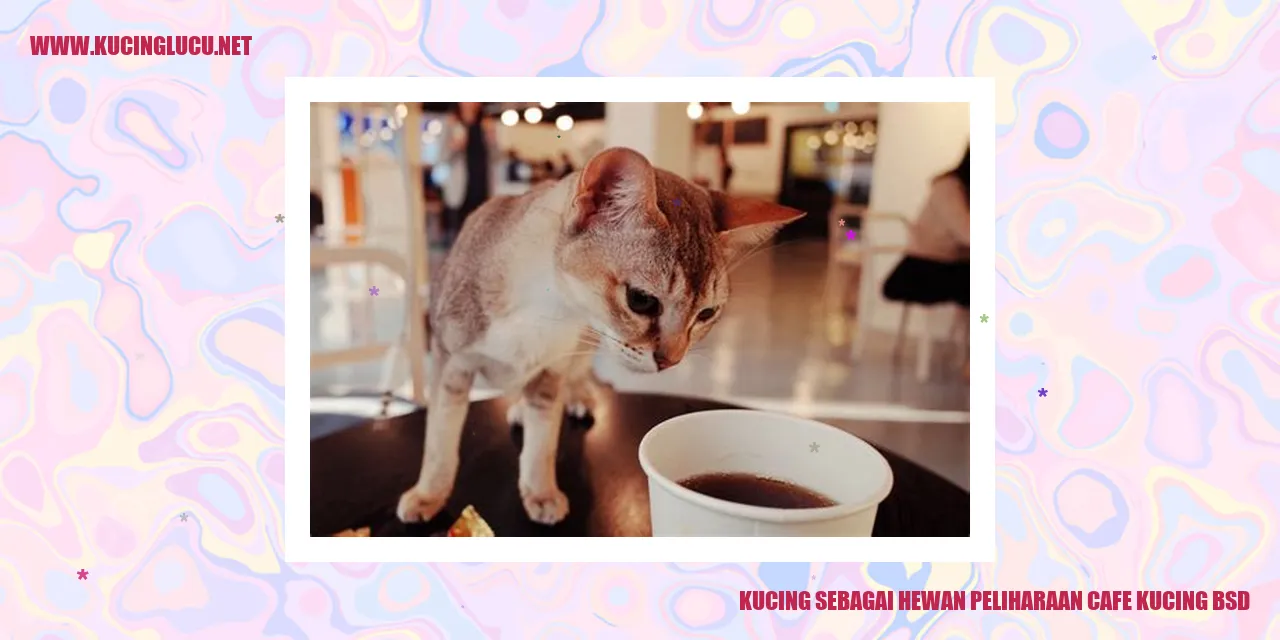 Kucing Piaraan di Cafe Kucing BSD