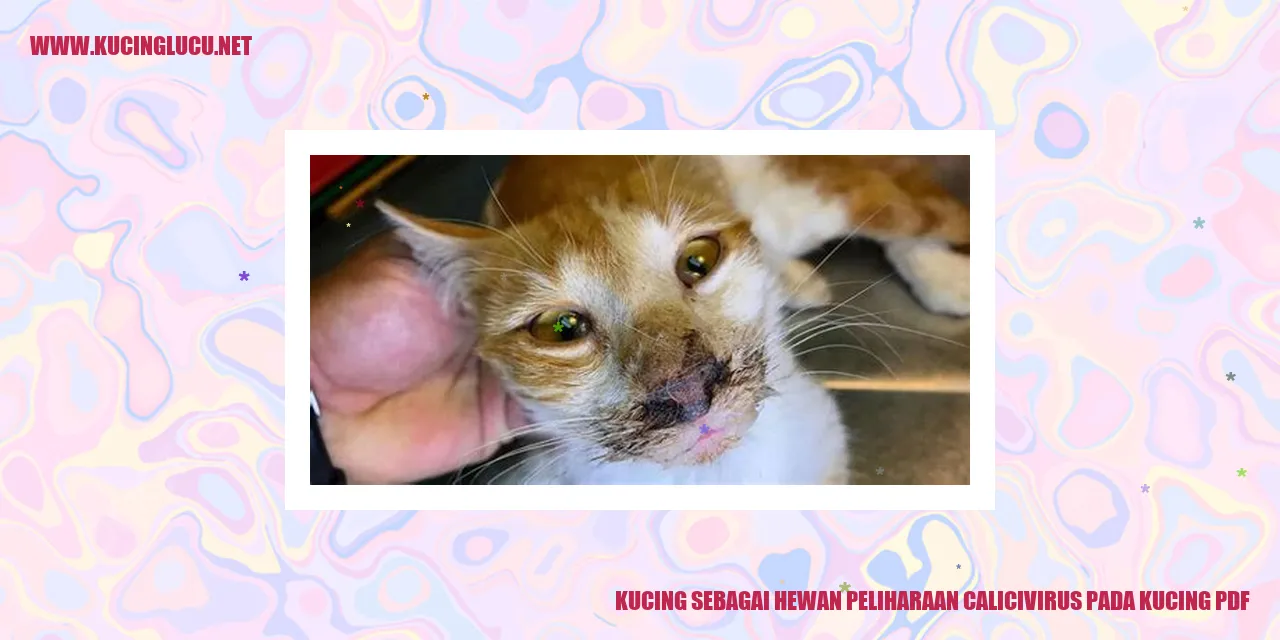 Kucing