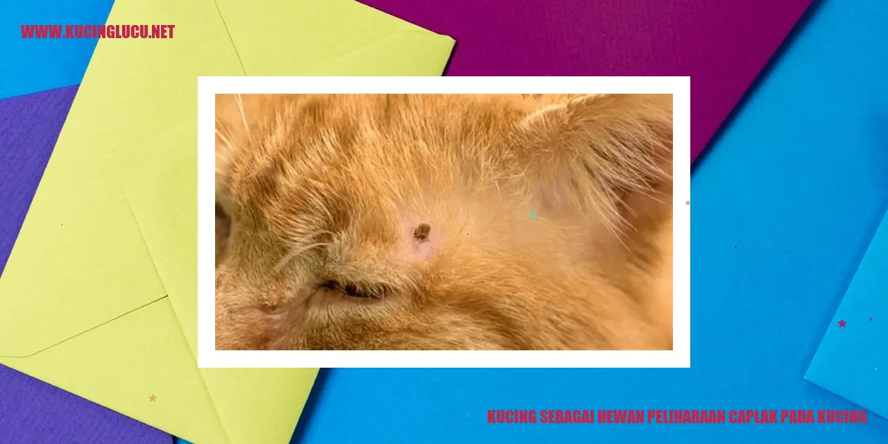 Kucing sebagai Hewan Peliharaan caplak pada kucing