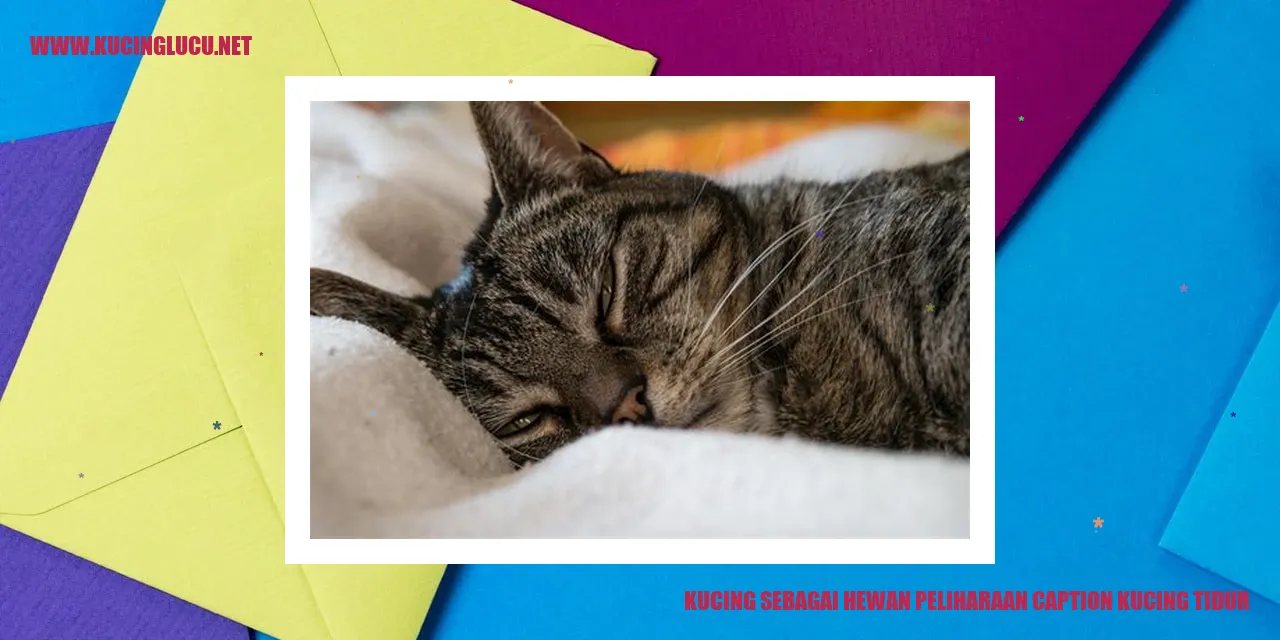 Kucing tidur