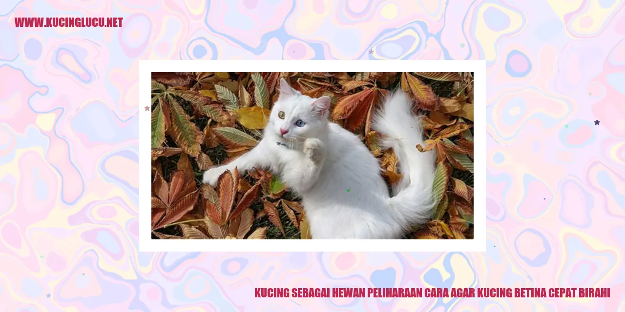 Potret kucing betina