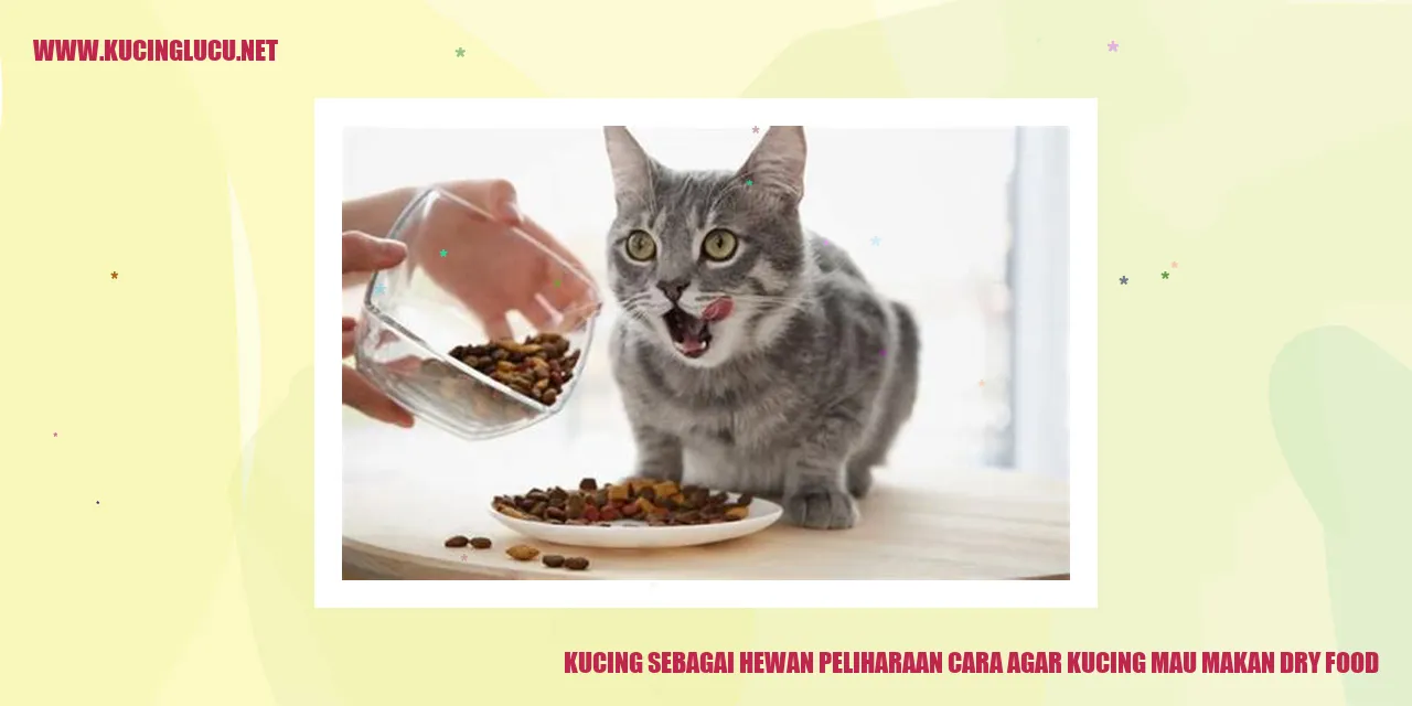 Gambar Kucing Makan Dry Food