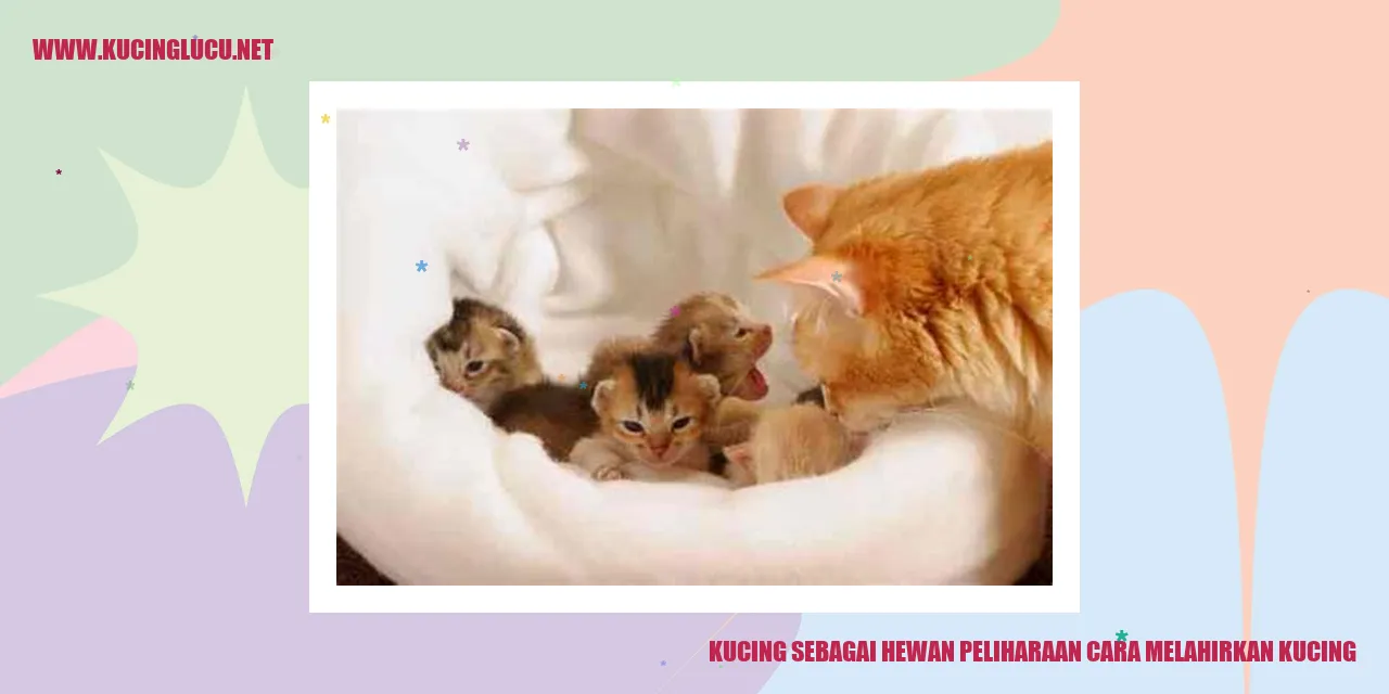 Kucing yang sedang melahirkan