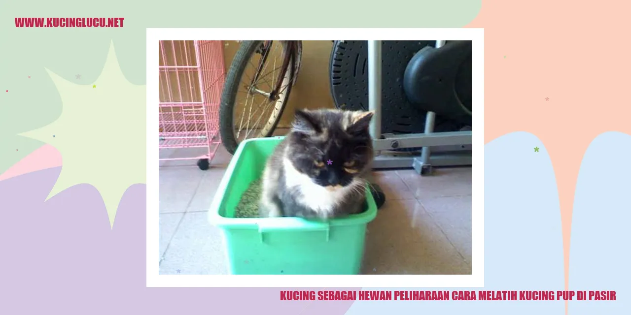 Kucing sebagai Hewan Peliharaan cara melatih kucing pup di pasir