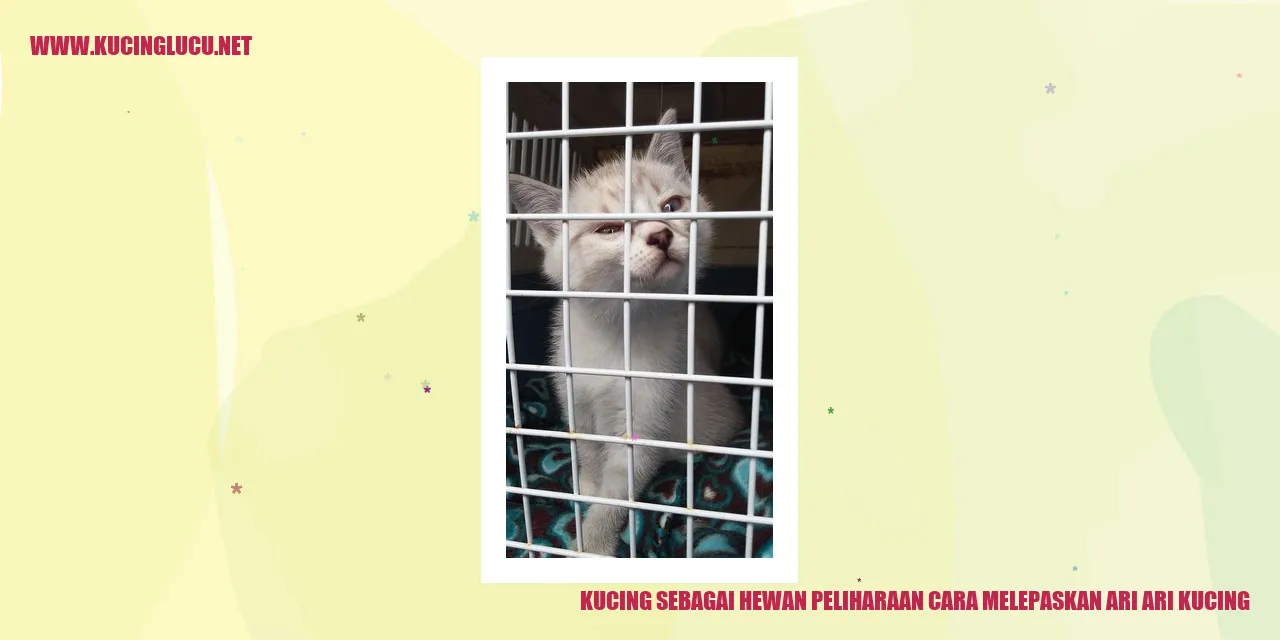 Kucing sedang menghilangkan ari-ari