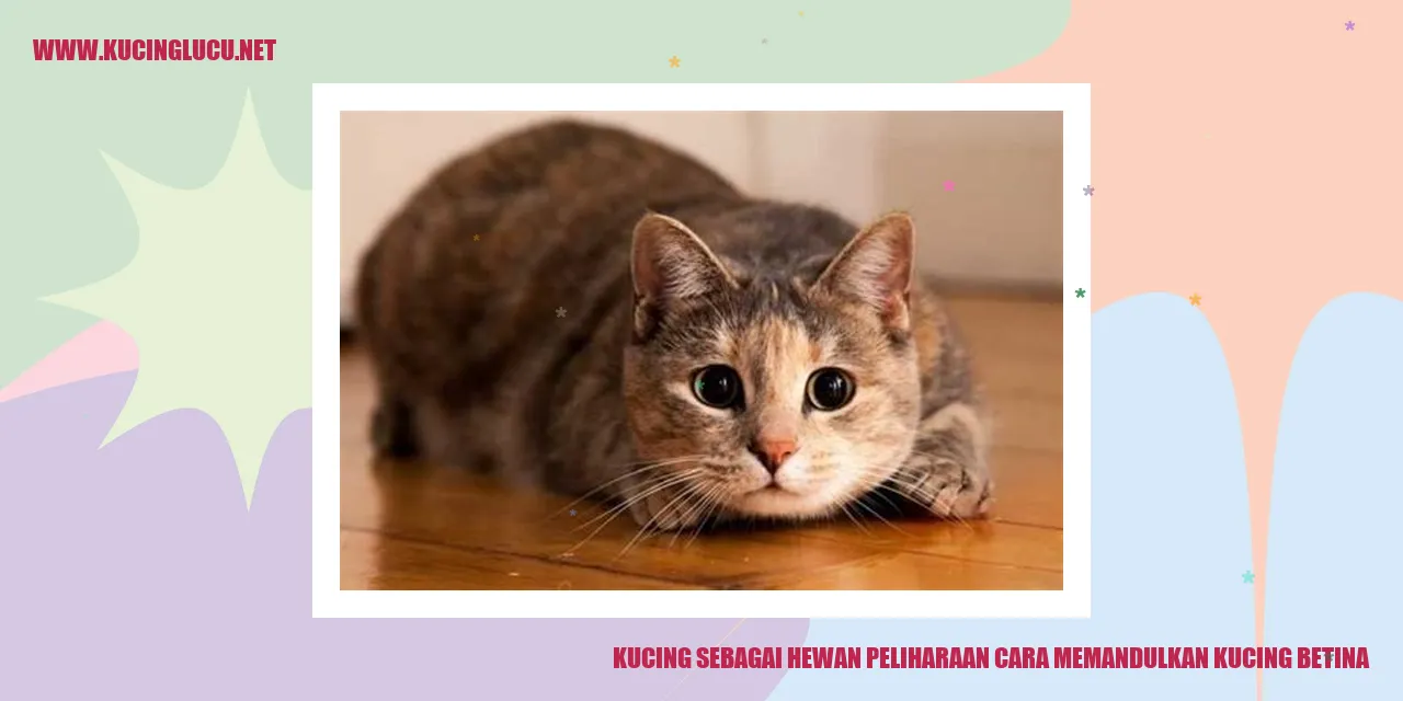 Kucing Betina