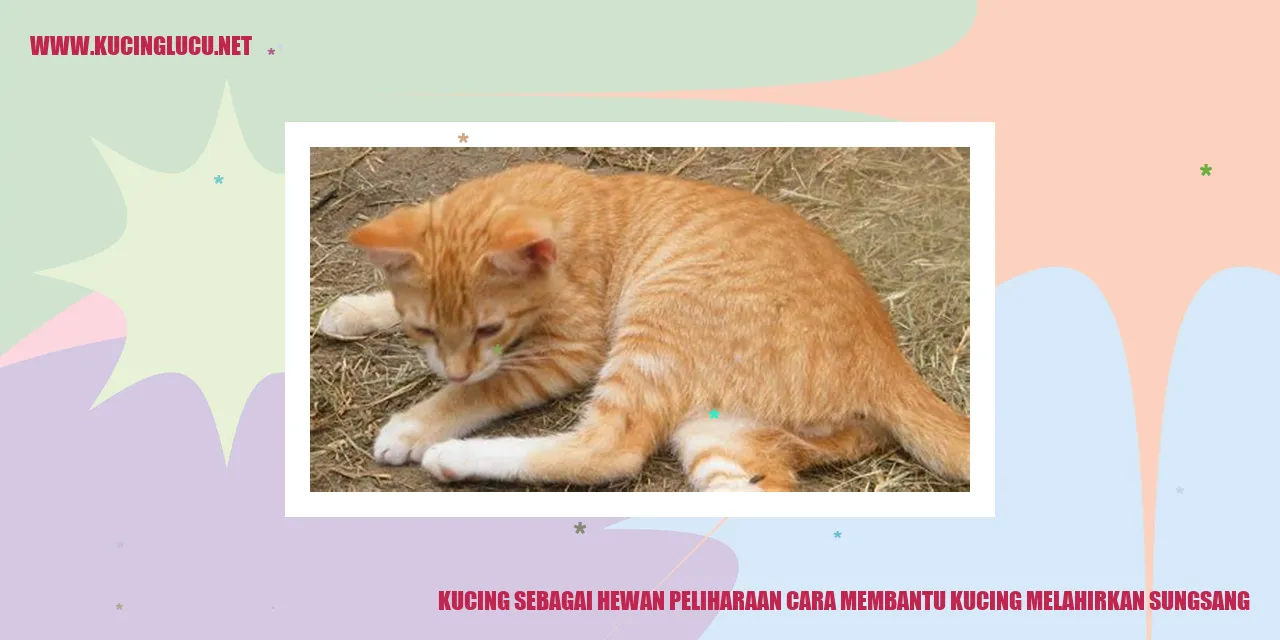 Kucing hamil