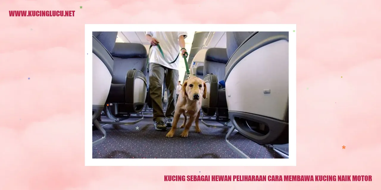 Kucing Naik Motor