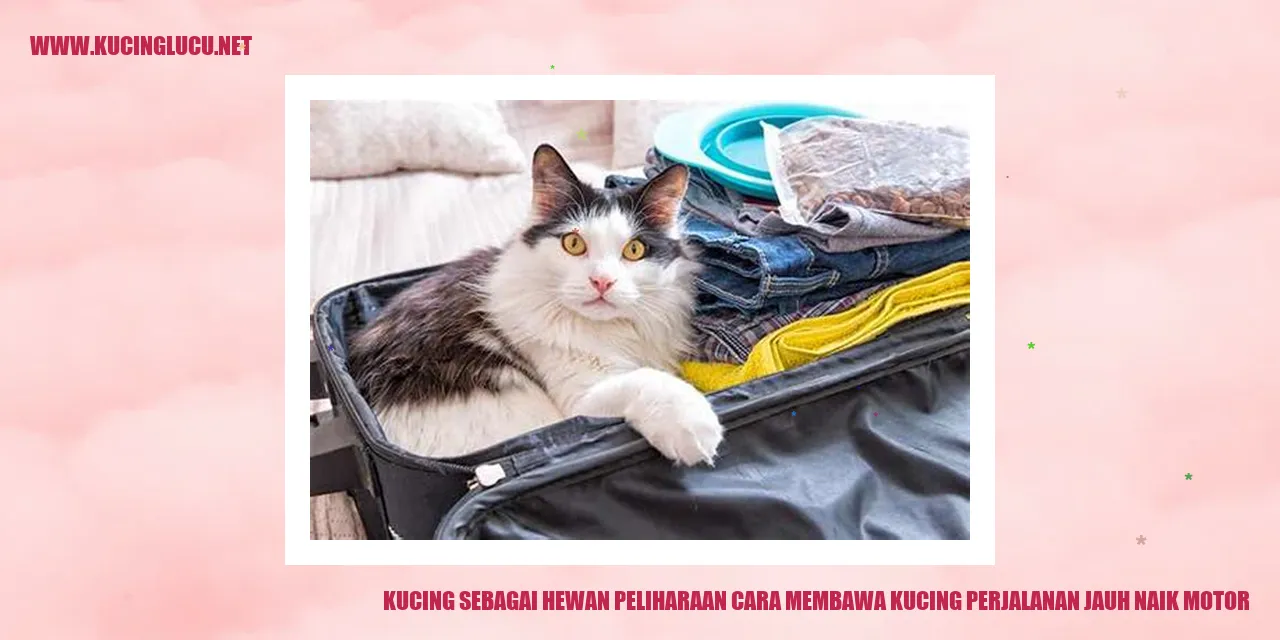 Gambar Kucing di Motor