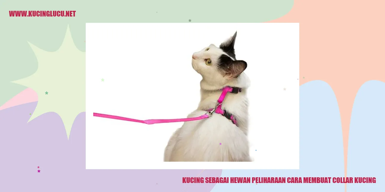 Kucing dengan collar