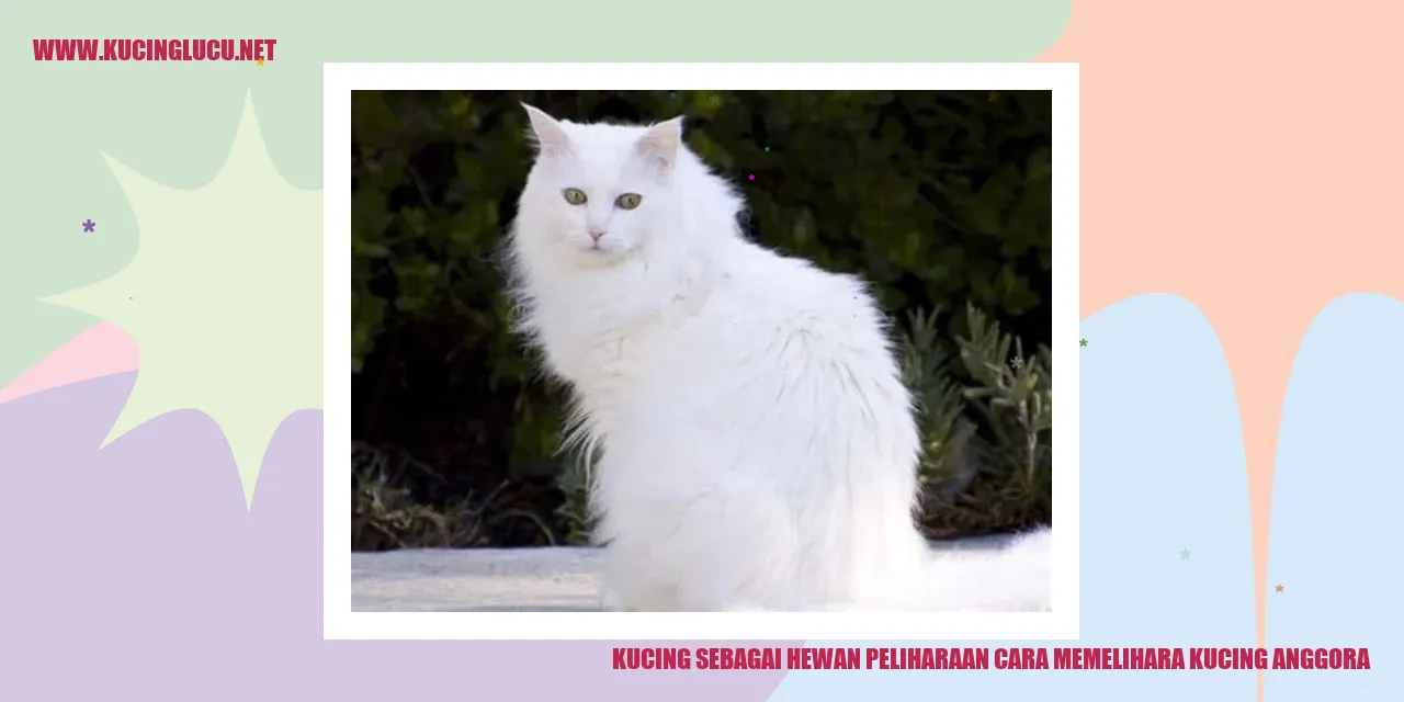 Pesona Kucing Anggora
