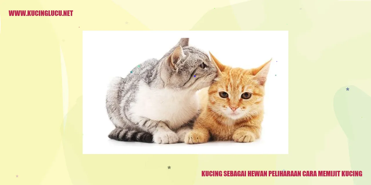 Kucing yang sedang dipijit