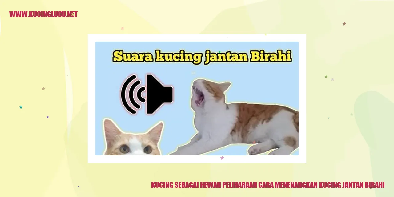 Kucing jantan sedang mengalami masa birahi