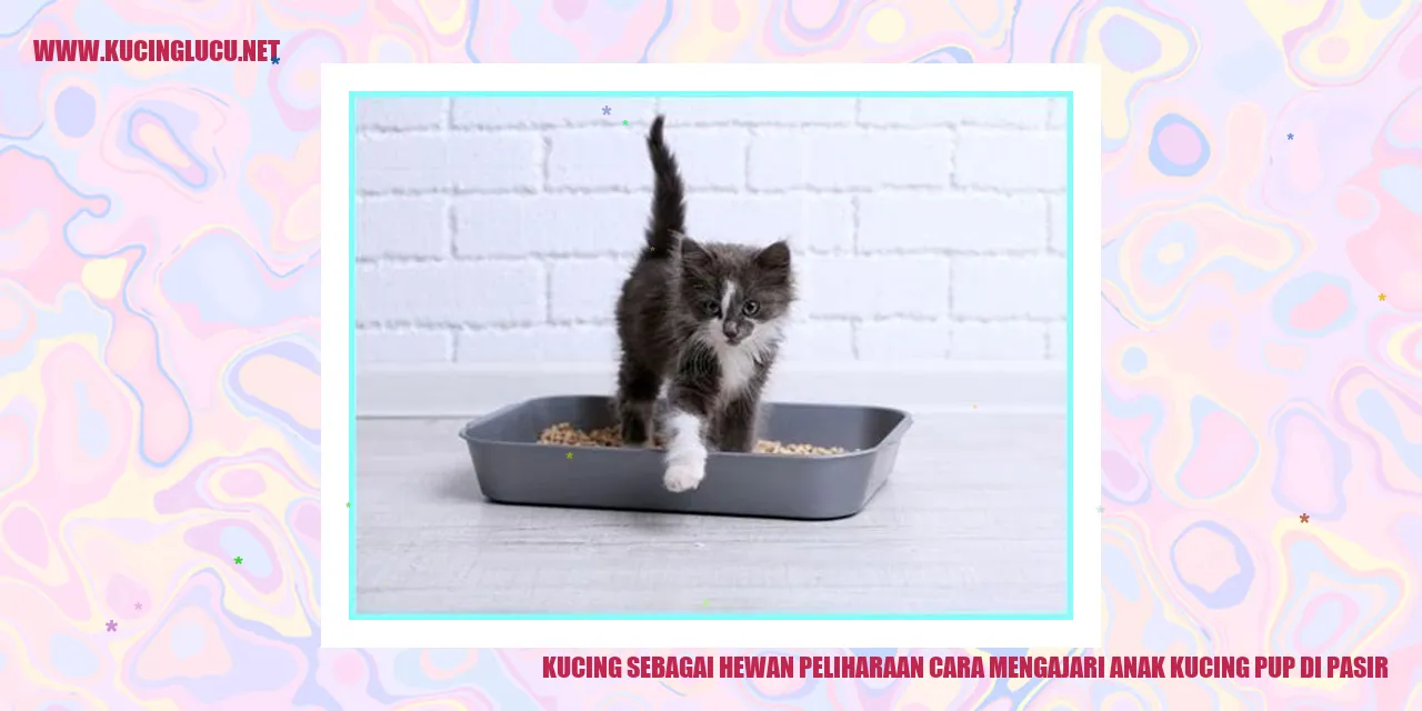Cara Mengajari Anak Kucing Pup di Pasir