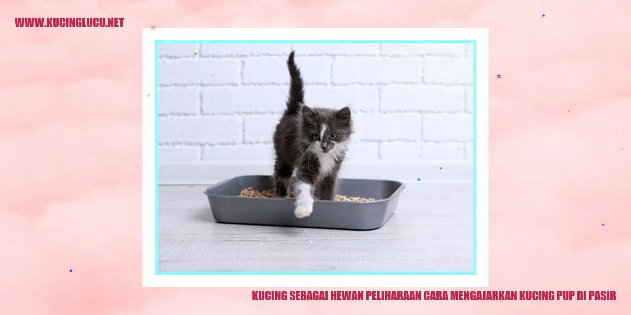 Kucing di Pasir