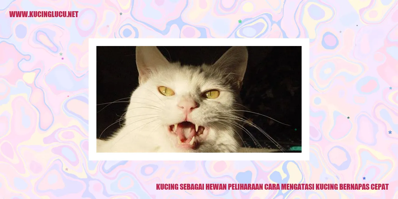 Solusi Napas Kucing Cepat