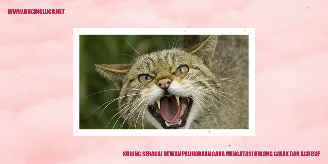 Kucing lucu yang menggemaskan